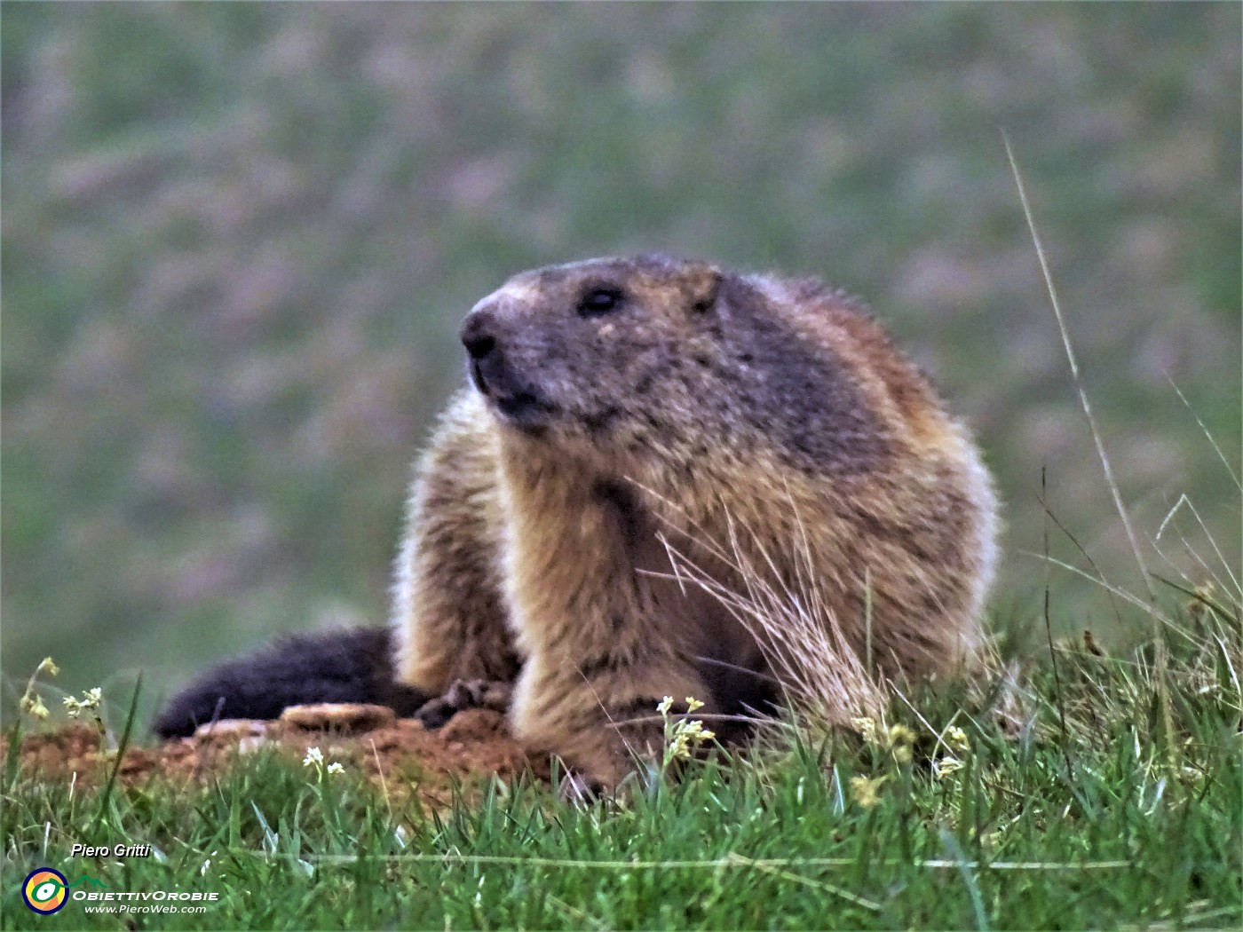 65 Marmota marmota (Marmotta delle Alpi) in osservazione.JPG -                                